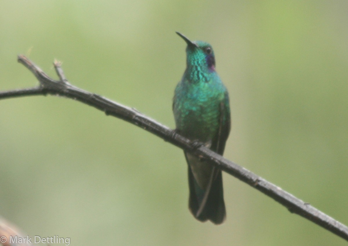 kolibřík modrouchý - ML85194651