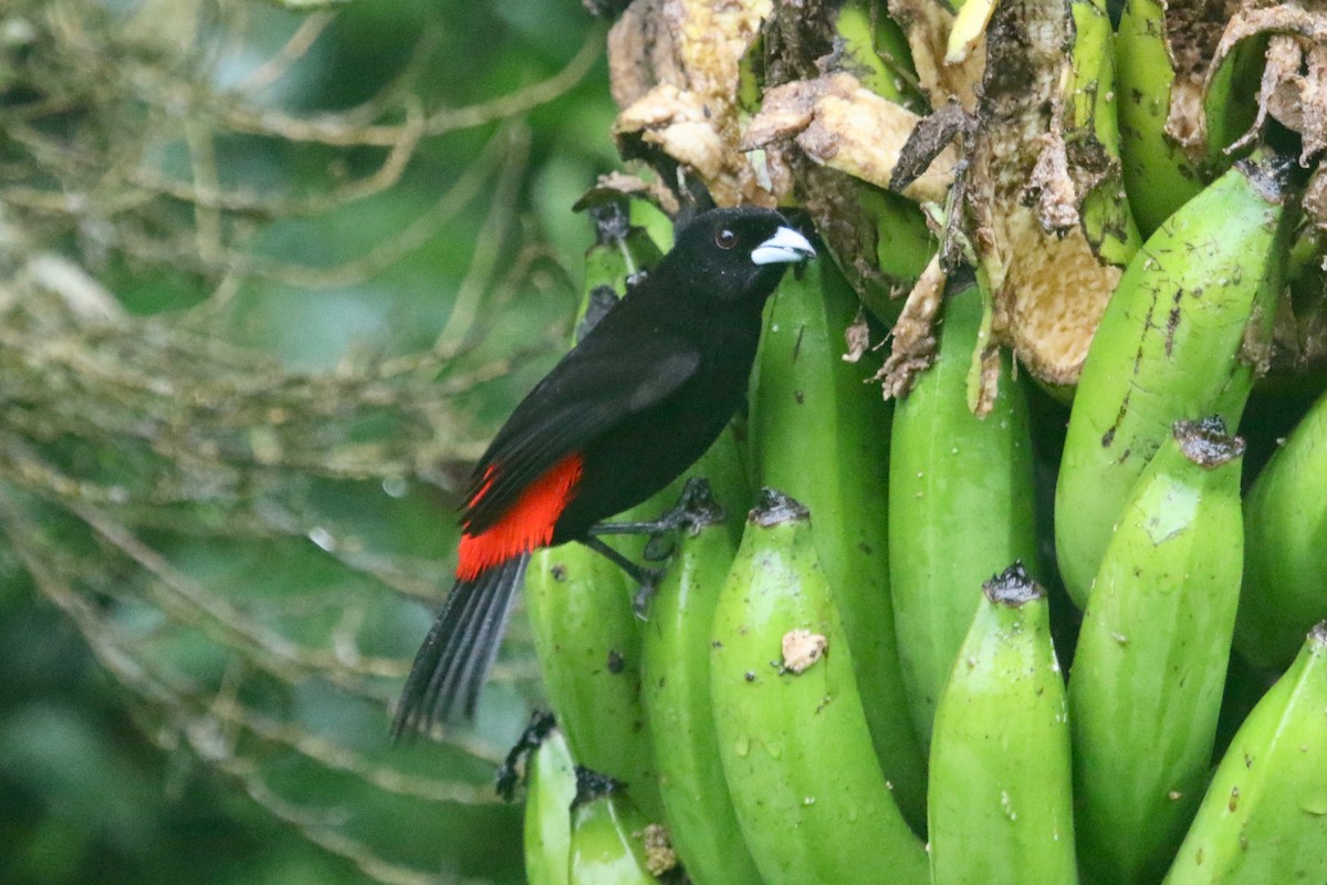 Scarlet-rumped Tanager (Passerini's) - ML85195501