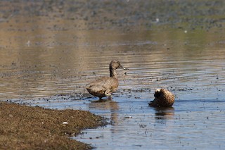 Freckled Duck, ML85196751