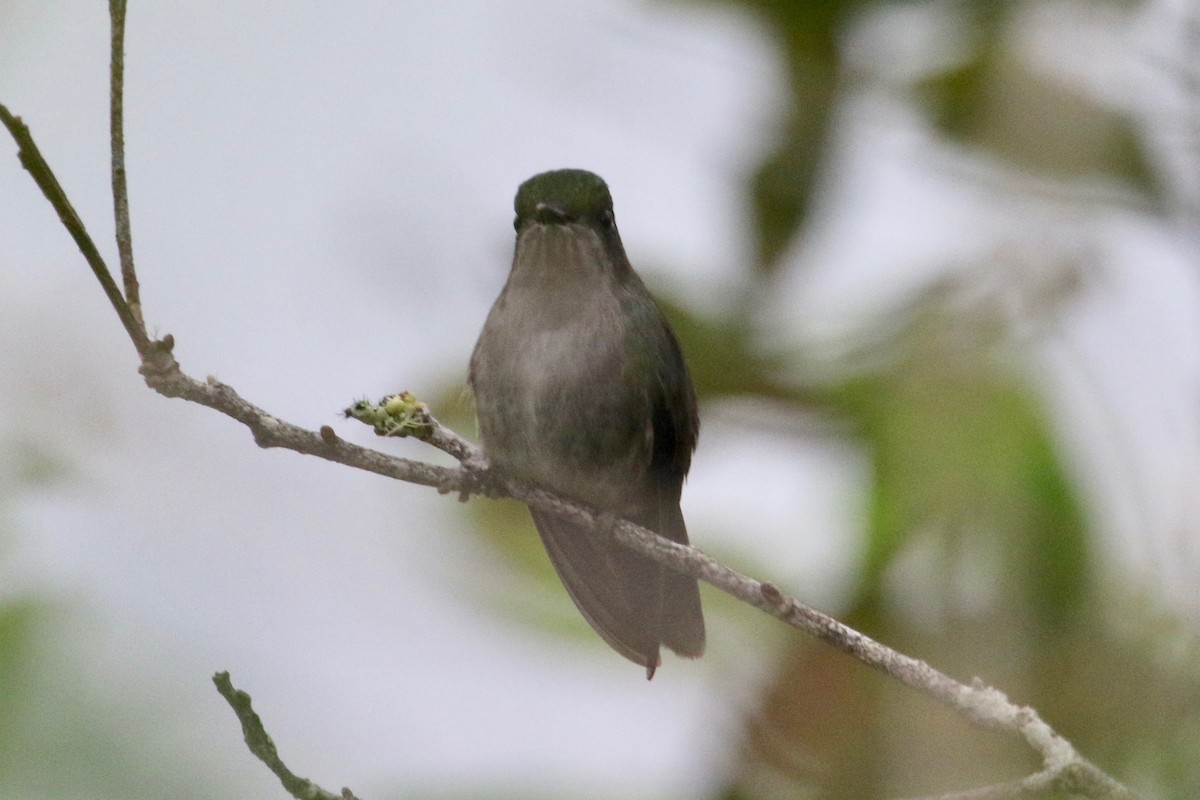 Emerald-chinned Hummingbird - Gil Ewing