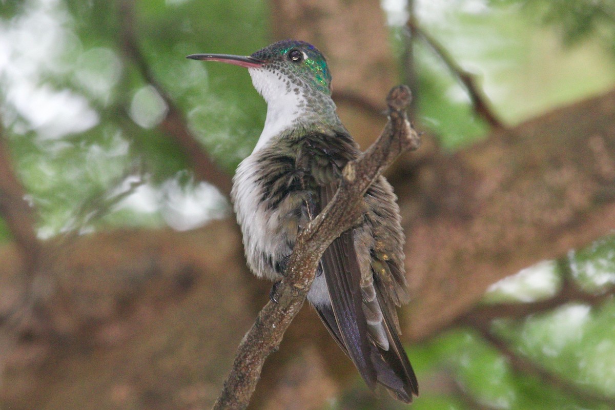 Azure-crowned Hummingbird - ML85198511