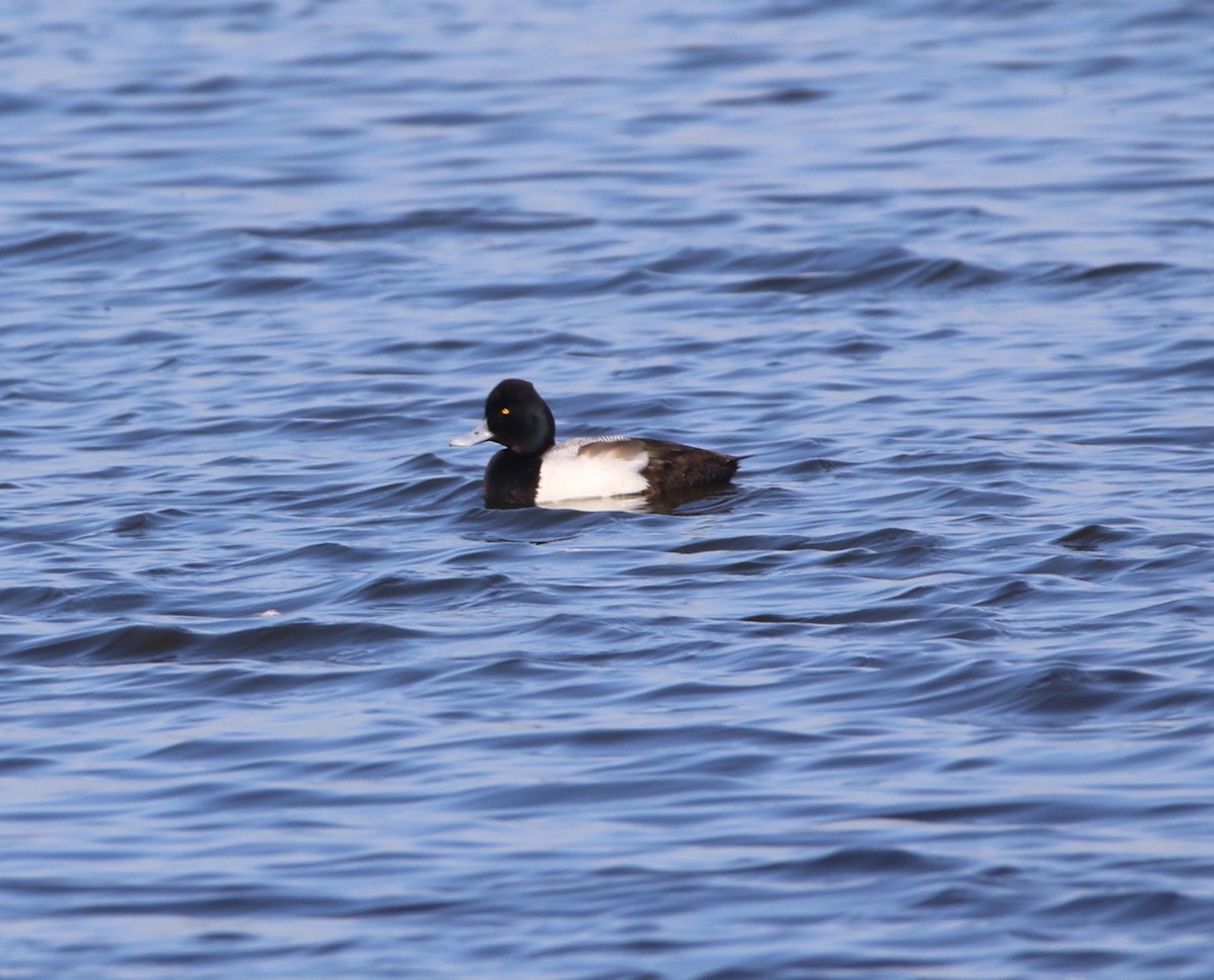 Lesser Scaup - Pair of Wing-Nuts