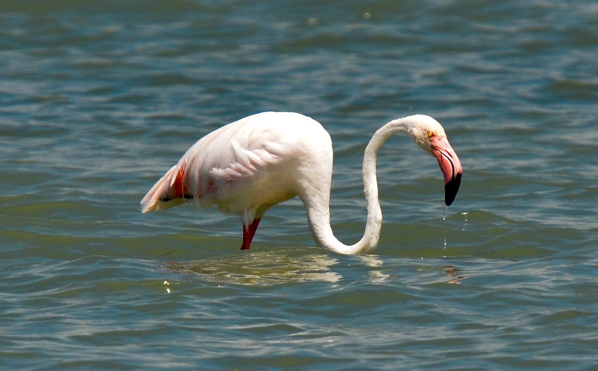 Greater Flamingo - ML85199741