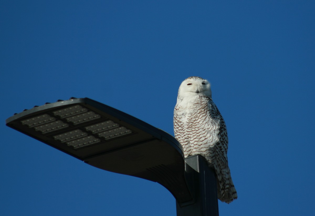 Snowy Owl - ML85200151