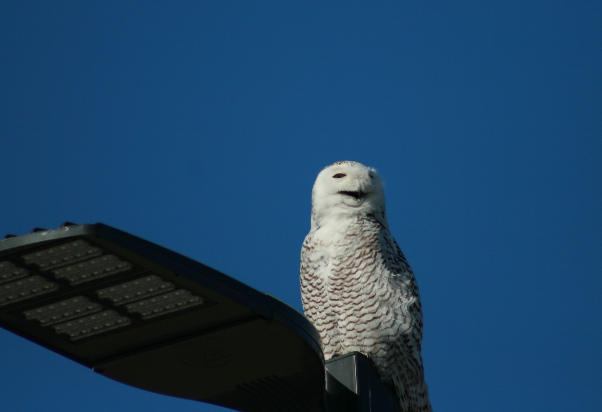 Snowy Owl - ML85200161