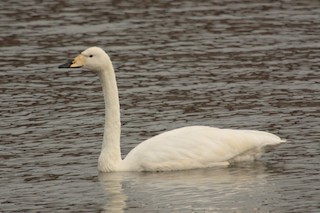 Whooper Swan, ML85200911