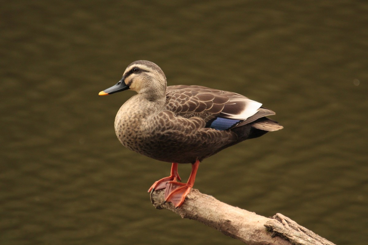 Eastern Spot-billed Duck - Aaron Maizlish