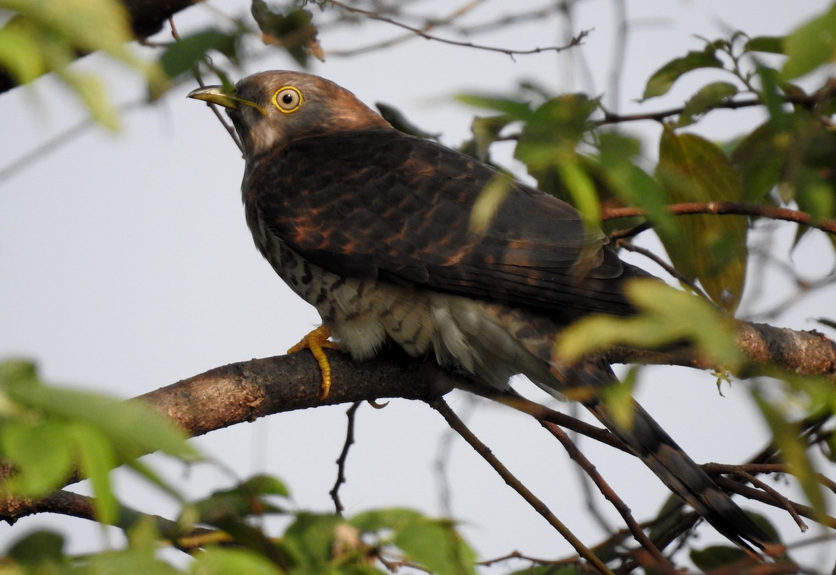 Common Hawk-Cuckoo - ML85201591