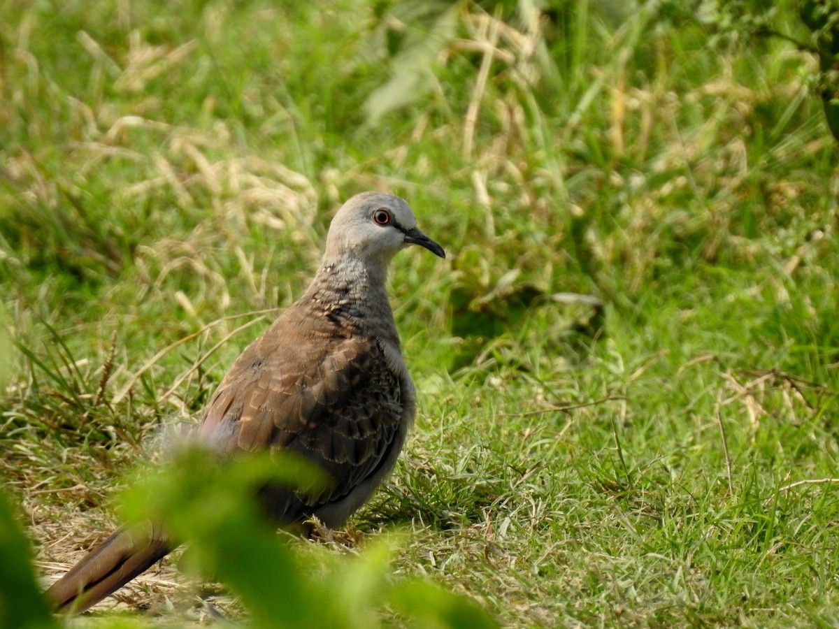 Spotted Dove - ML85201931