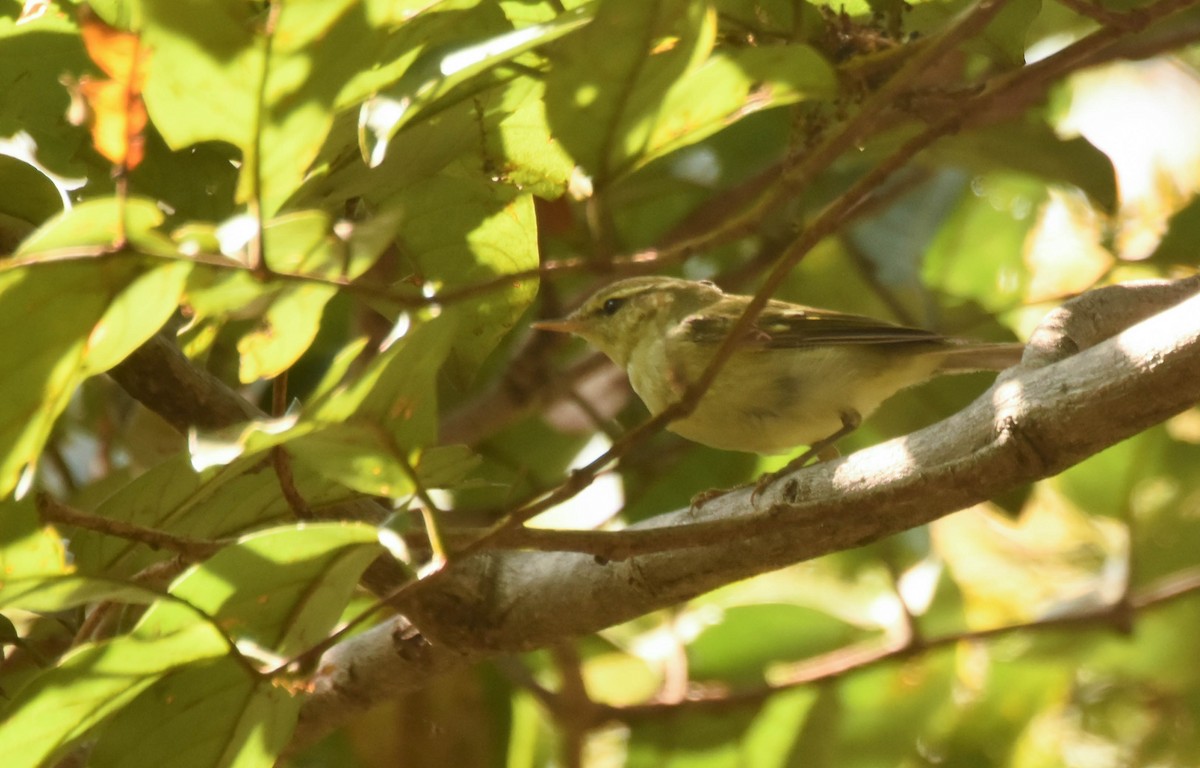 Greenish Warbler - ML85202201