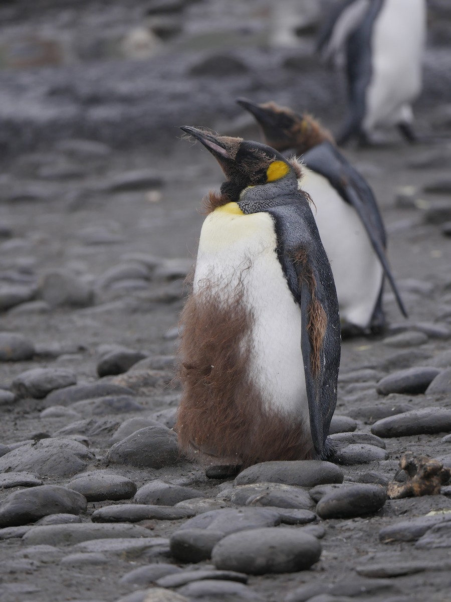 King Penguin - Peter Lowe