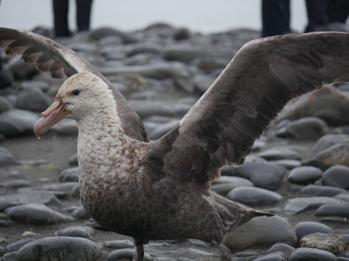 Southern Giant-Petrel - Peter Lowe