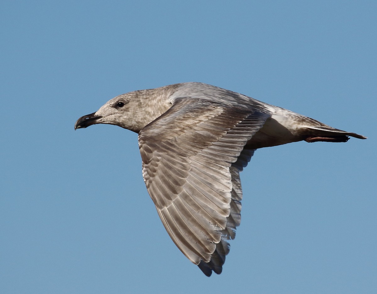 Glaucous-winged Gull - Kent Leland