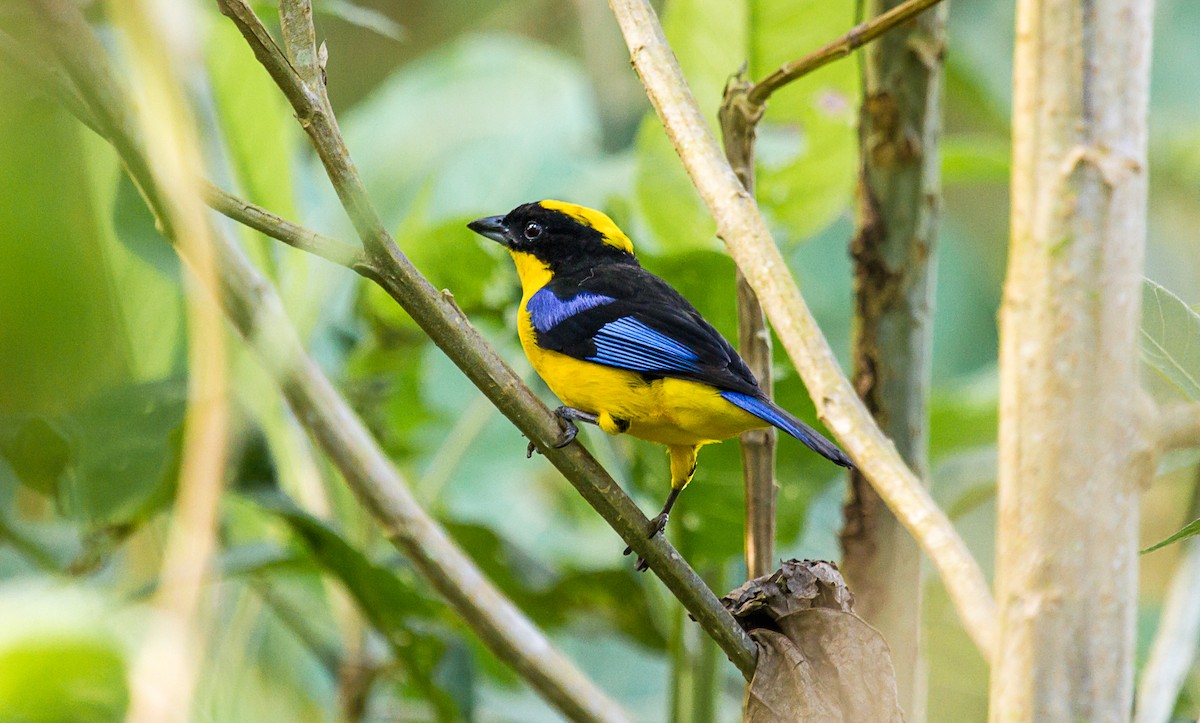 Blue-winged Mountain Tanager - ML85203041