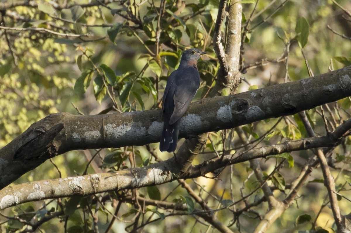 Red-chested Cuckoo - ML85204091