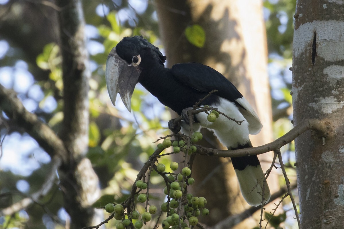 White-thighed Hornbill - Michael Todd