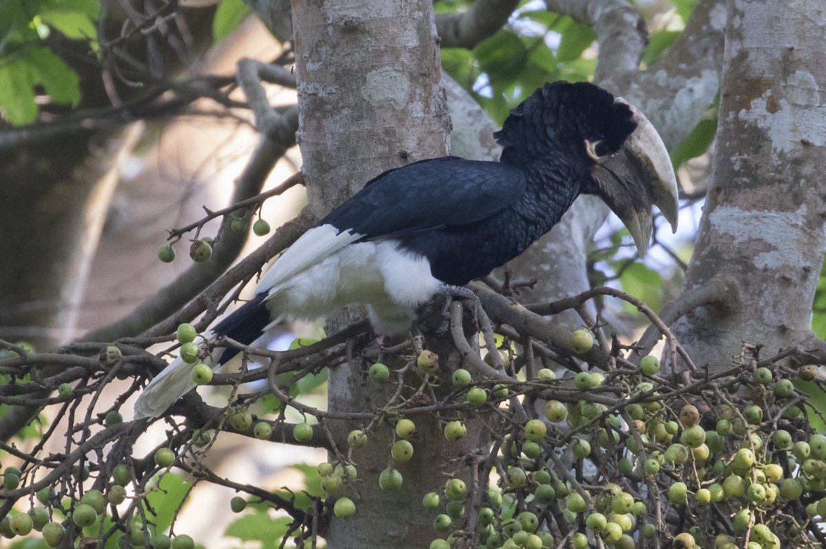 White-thighed Hornbill - Michael Todd