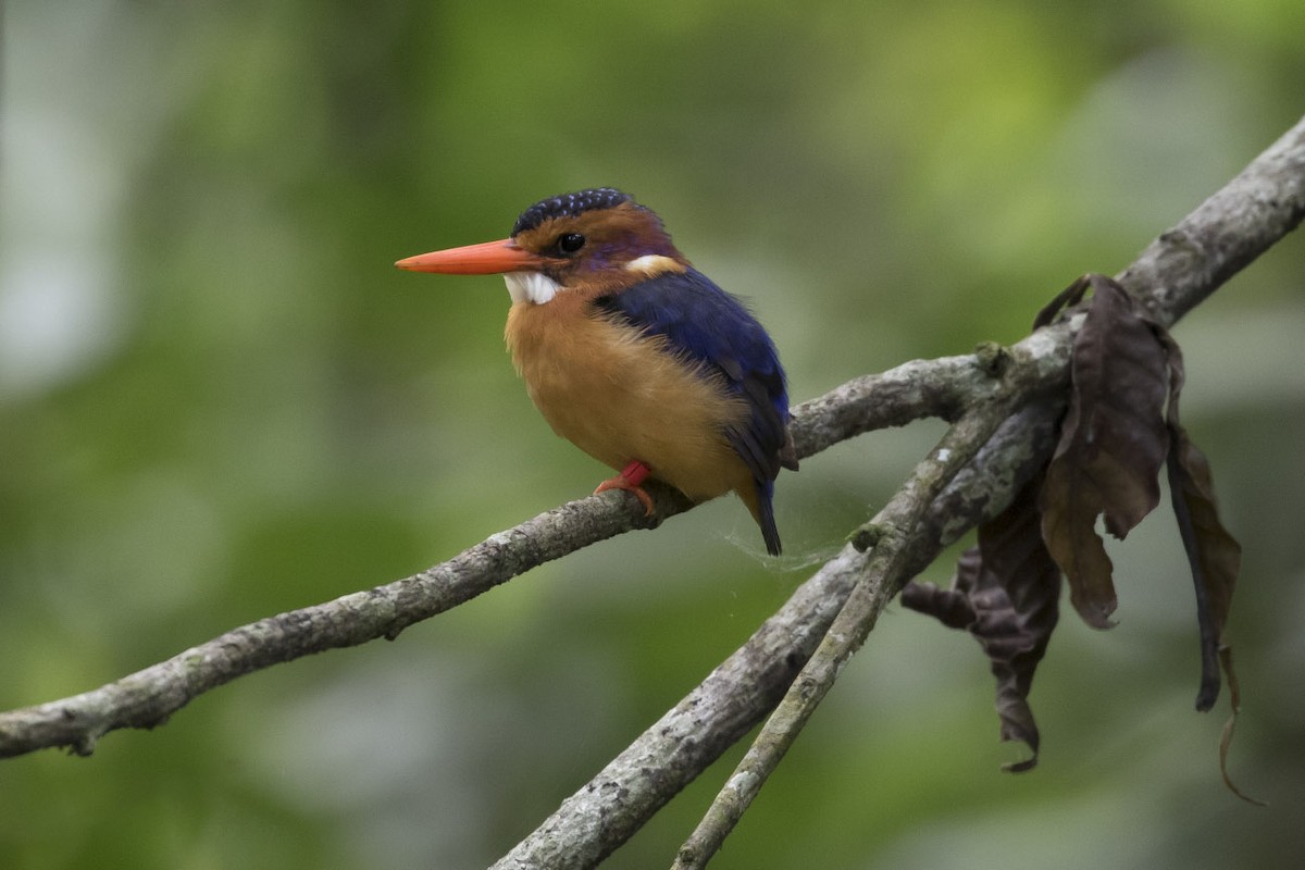 African Pygmy Kingfisher - Michael Todd