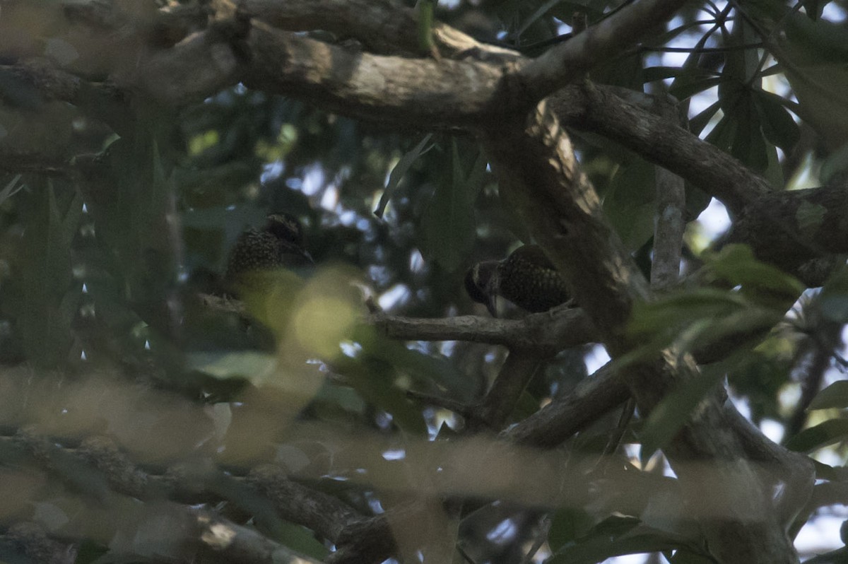 Brown-eared Woodpecker - ML85204471