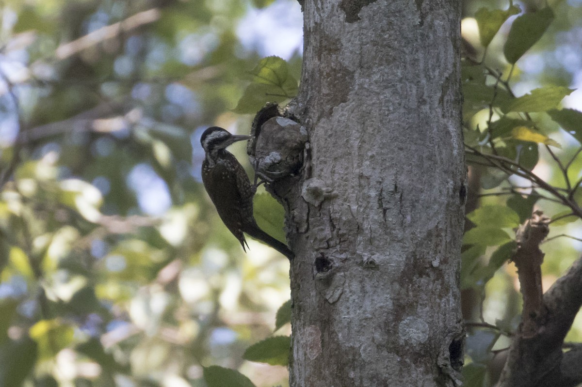 Golden-crowned Woodpecker - ML85204491