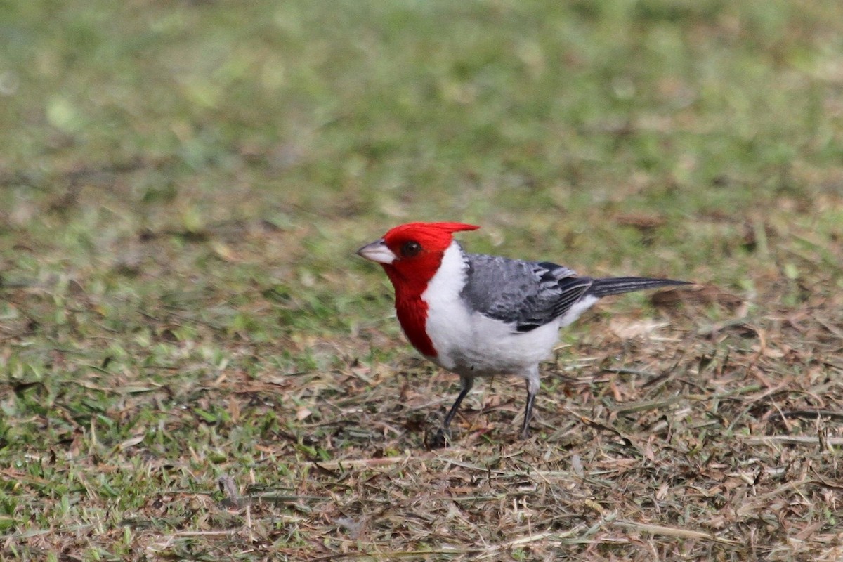 Red-crested Cardinal - Aaron Maizlish