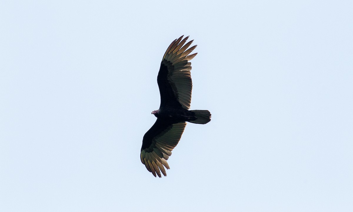 Turkey Vulture - ML85205231