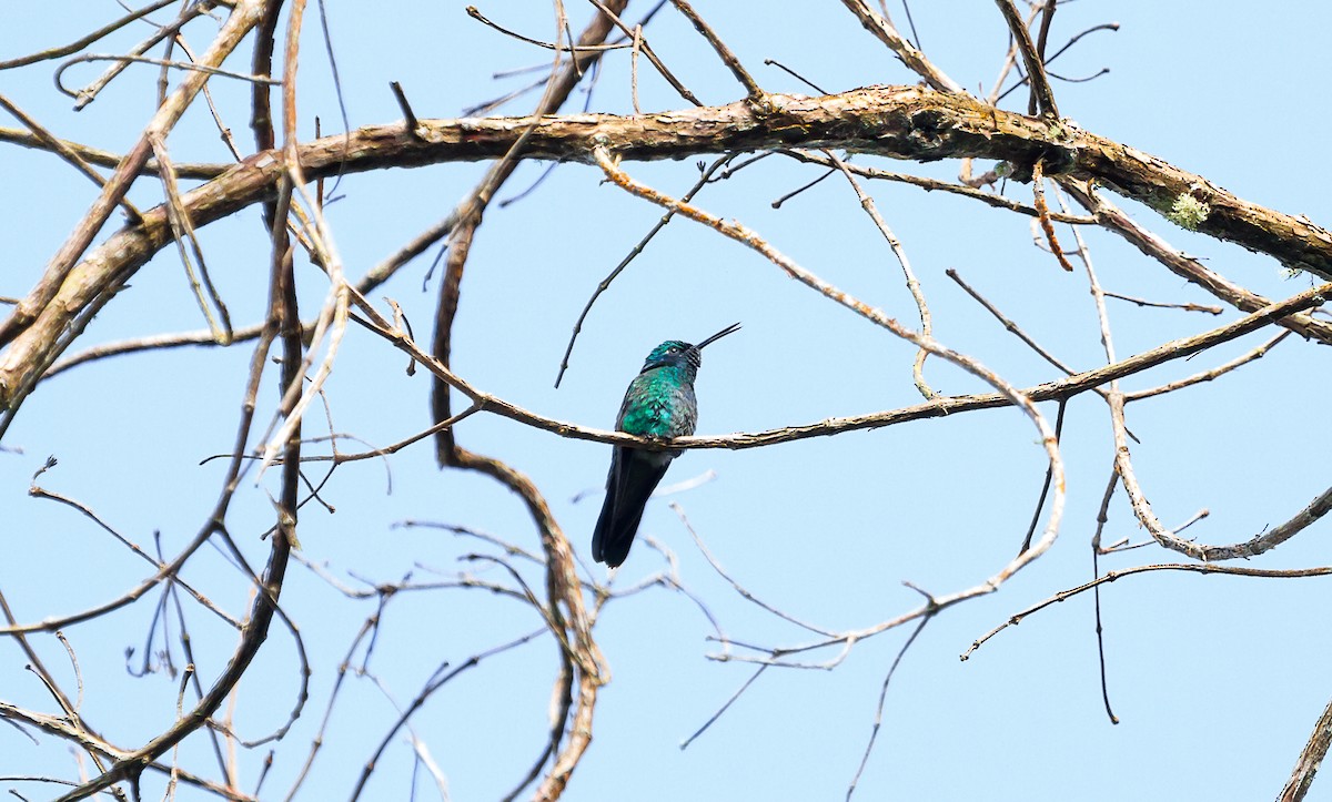 kolibřík modrouchý - ML85205401
