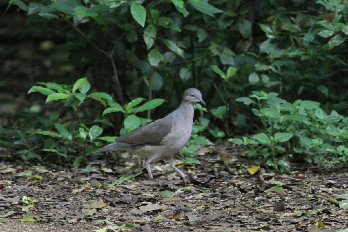 Gray-fronted Dove - ML85205411