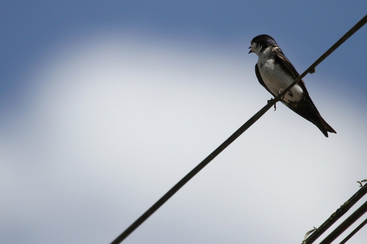 Blue-and-white Swallow - ML85205881
