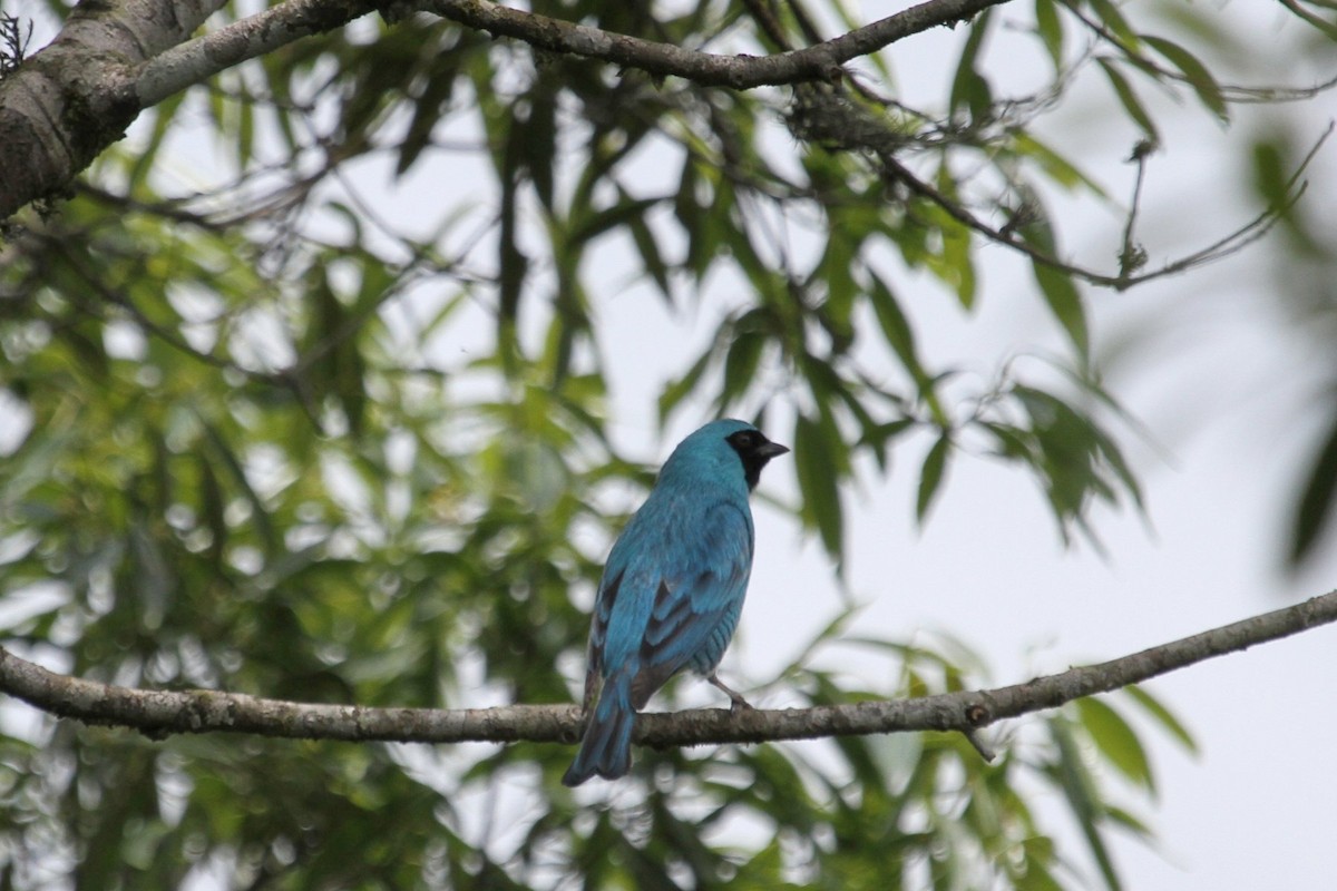 Swallow Tanager - ML85206161