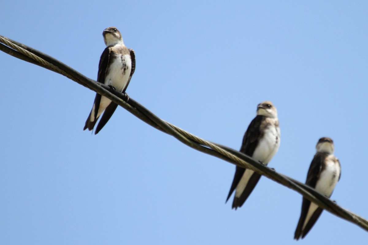 Brown-chested Martin - ML85206271