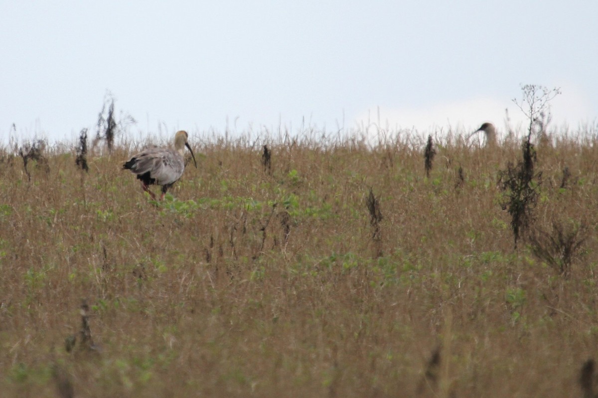 ibis bělokřídlý - ML85206331