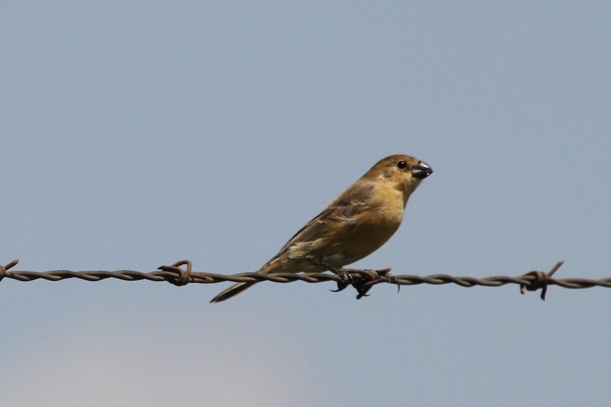 Double-collared Seedeater - ML85206371