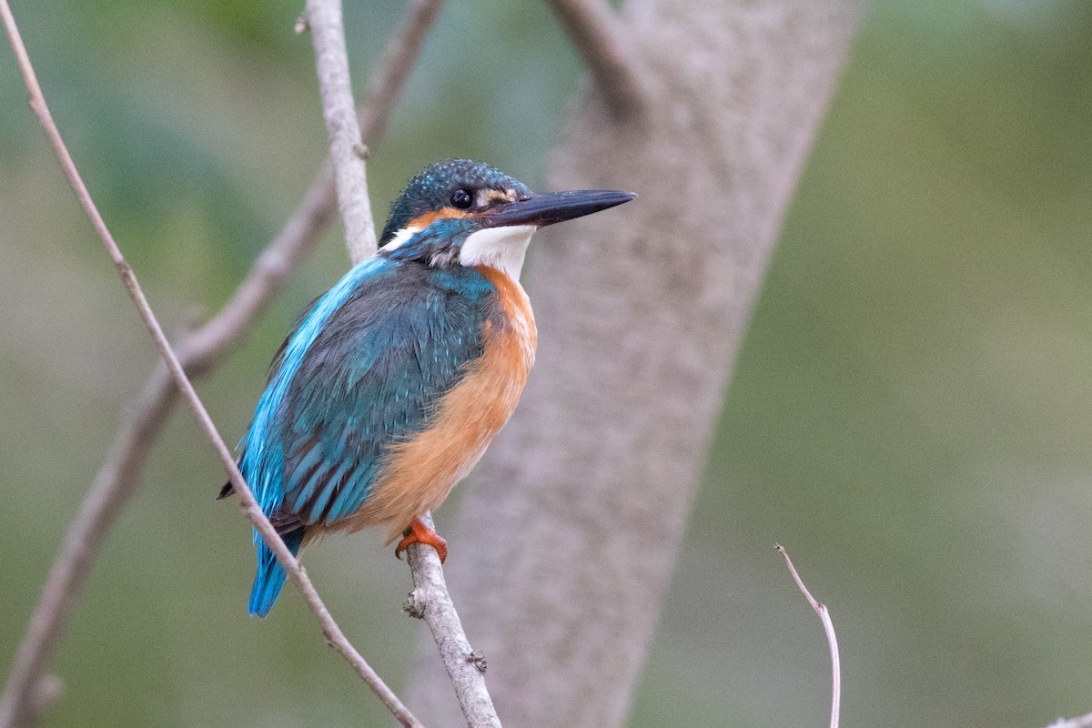 Common Kingfisher - Lucas Bobay