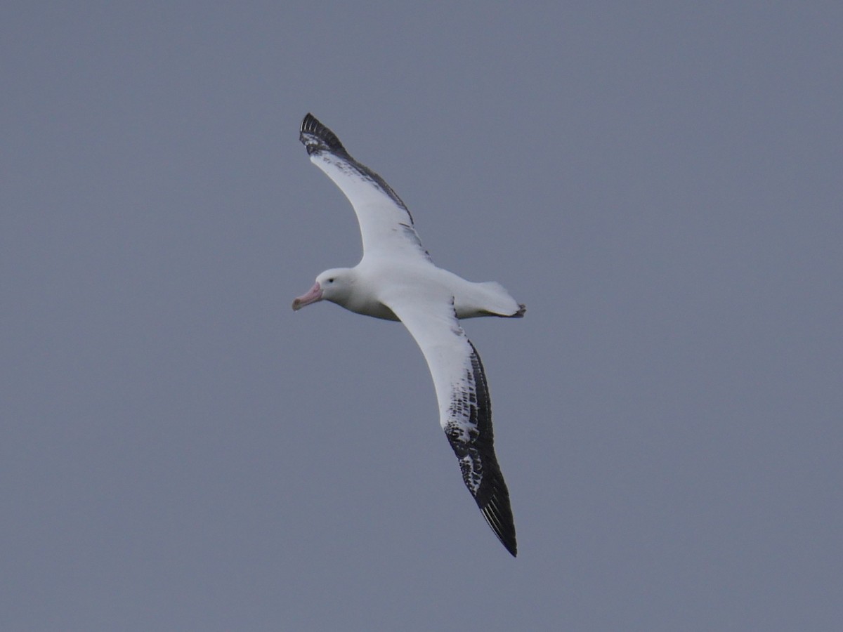 Snowy Albatross - ML85208171
