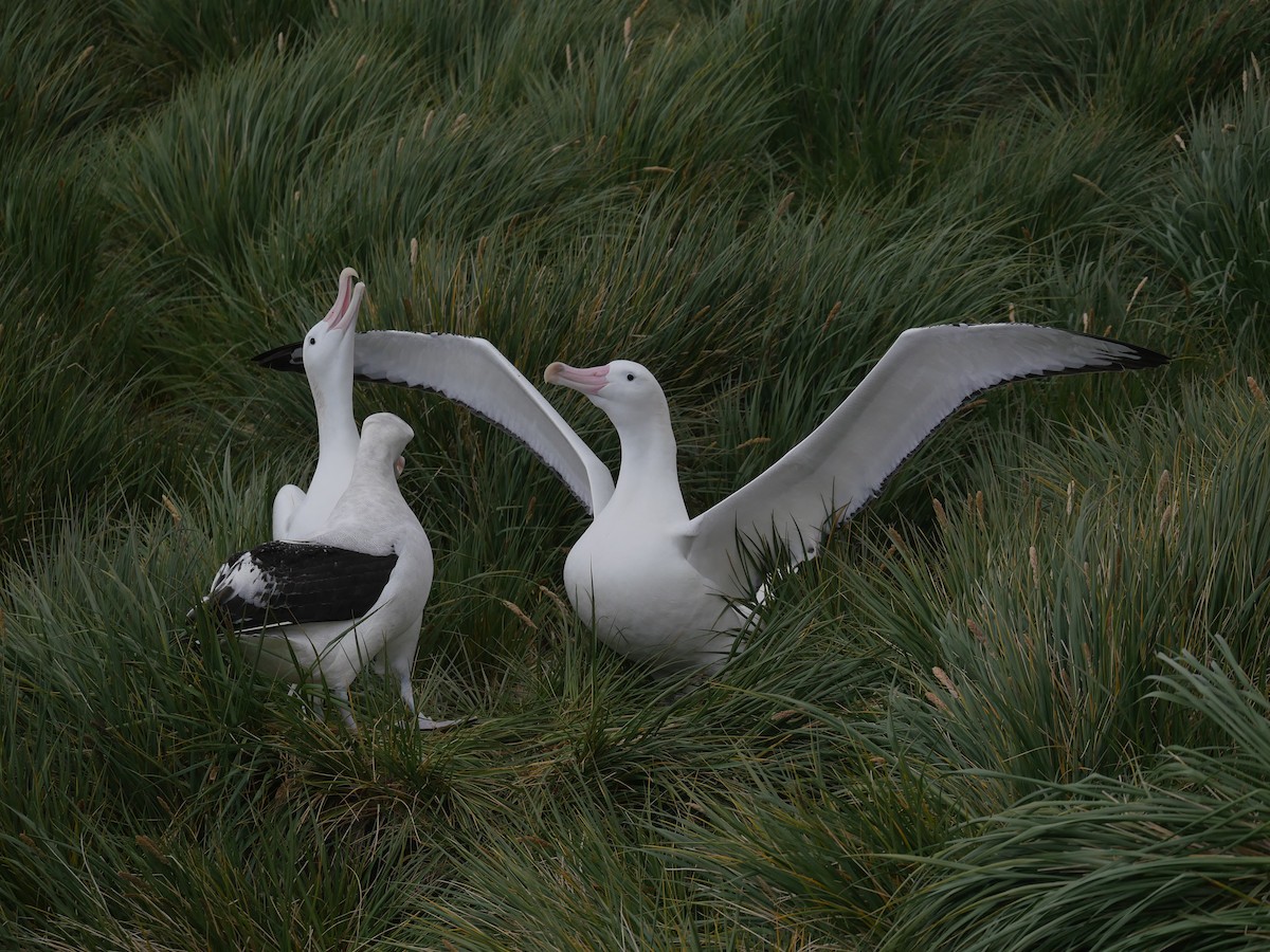 Snowy Albatross - Peter Lowe
