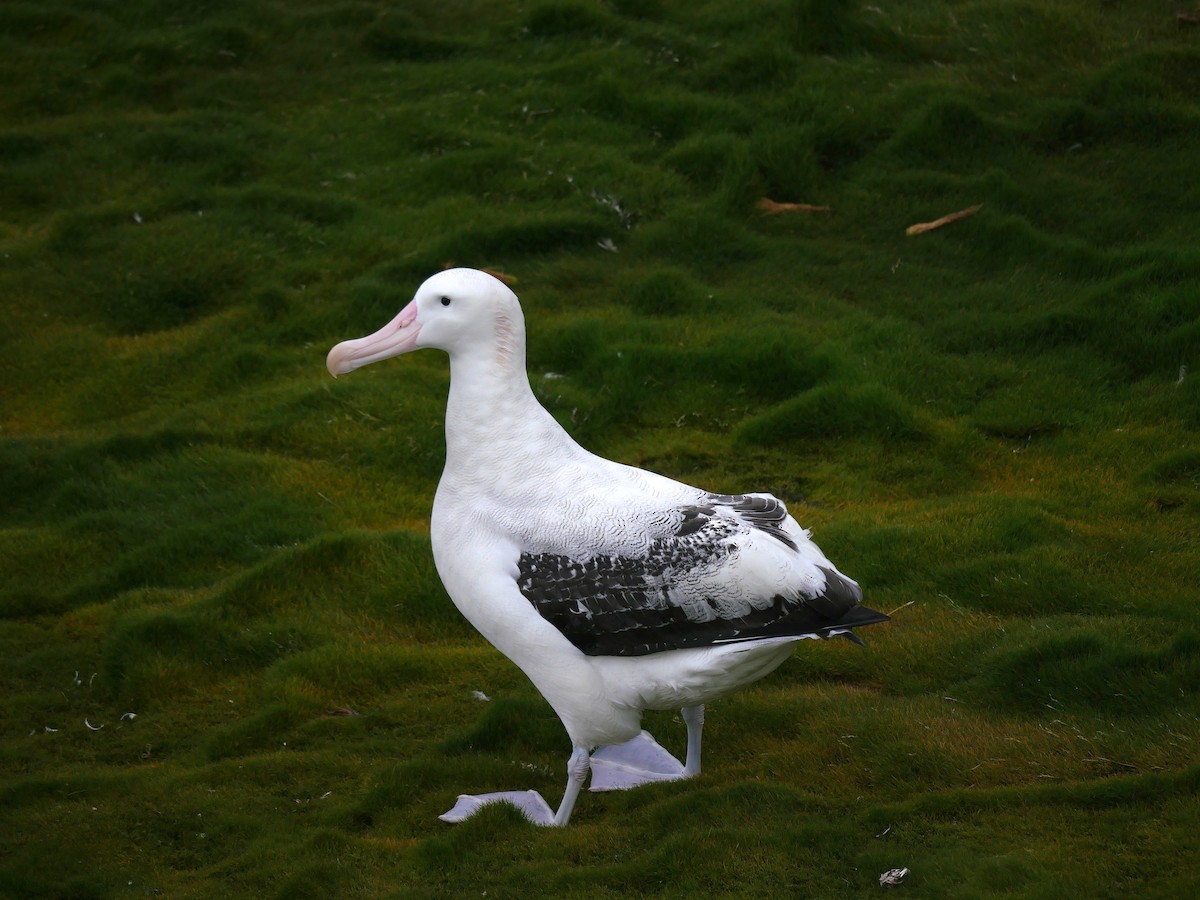 Snowy Albatross - Peter Lowe