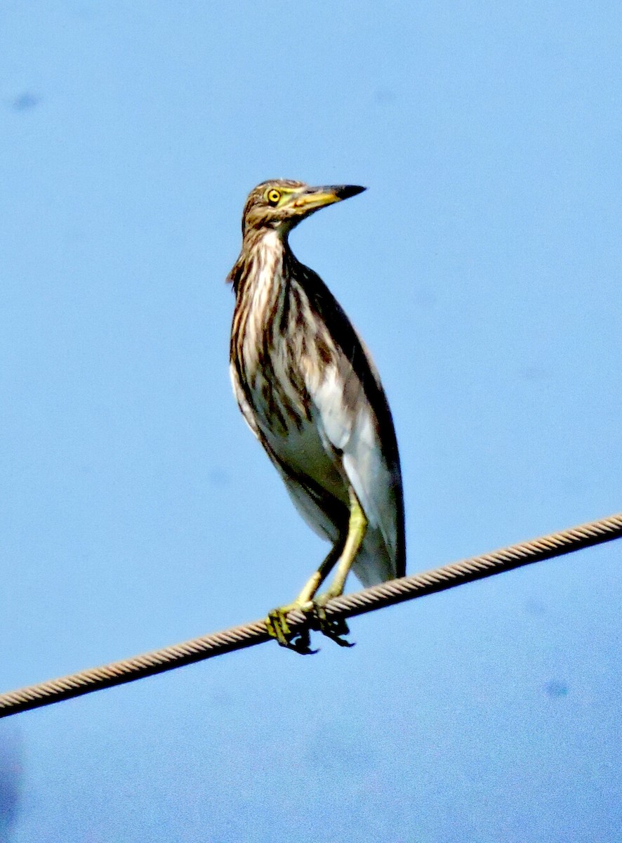Indian Pond-Heron - prashant bhagat