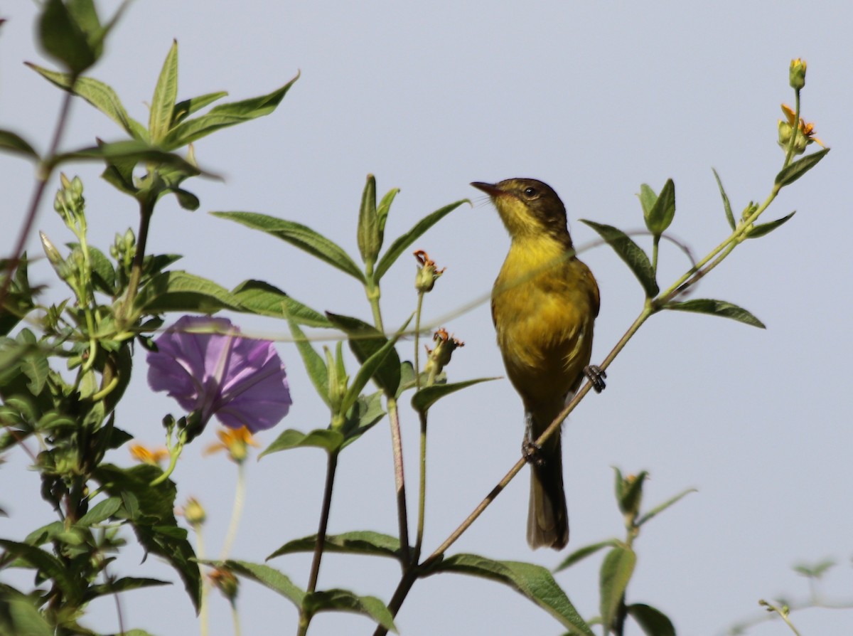 African Yellow-Warbler - David Guarnieri