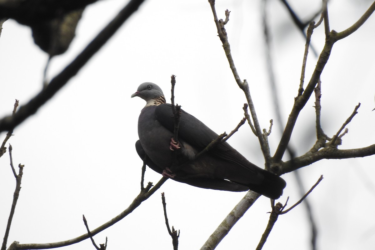 Ashy Wood-Pigeon - ML85211821