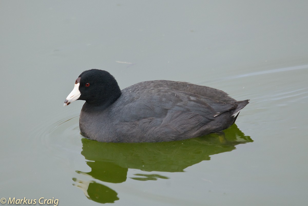 American Coot (Red-shielded) - ML85212771