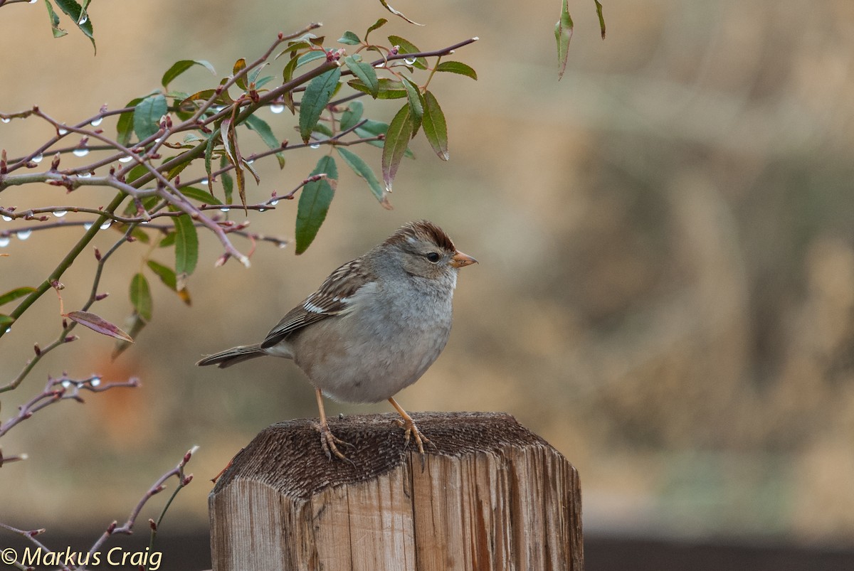 White-crowned Sparrow (Gambel's) - Markus Craig