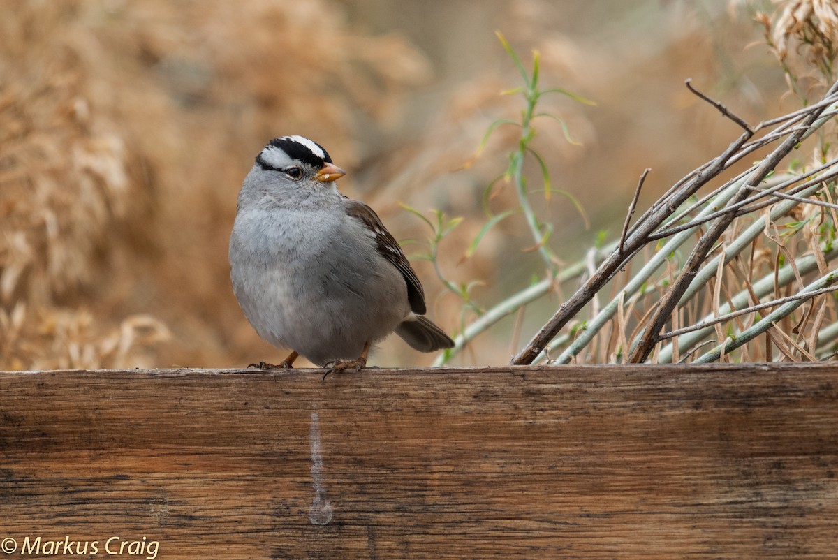 White-crowned Sparrow (Gambel's) - ML85213121