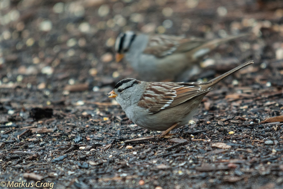 White-crowned Sparrow (Gambel's) - ML85213211