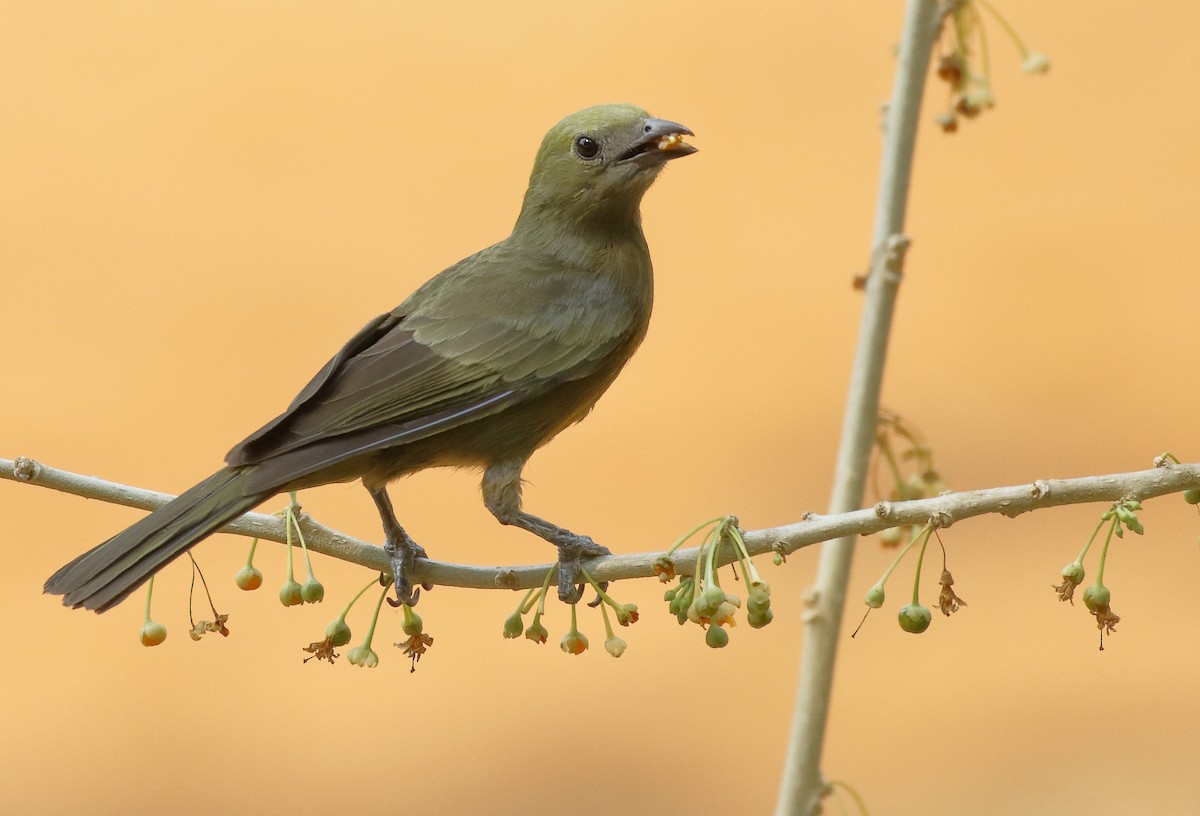 Palm Tanager - ML85213681