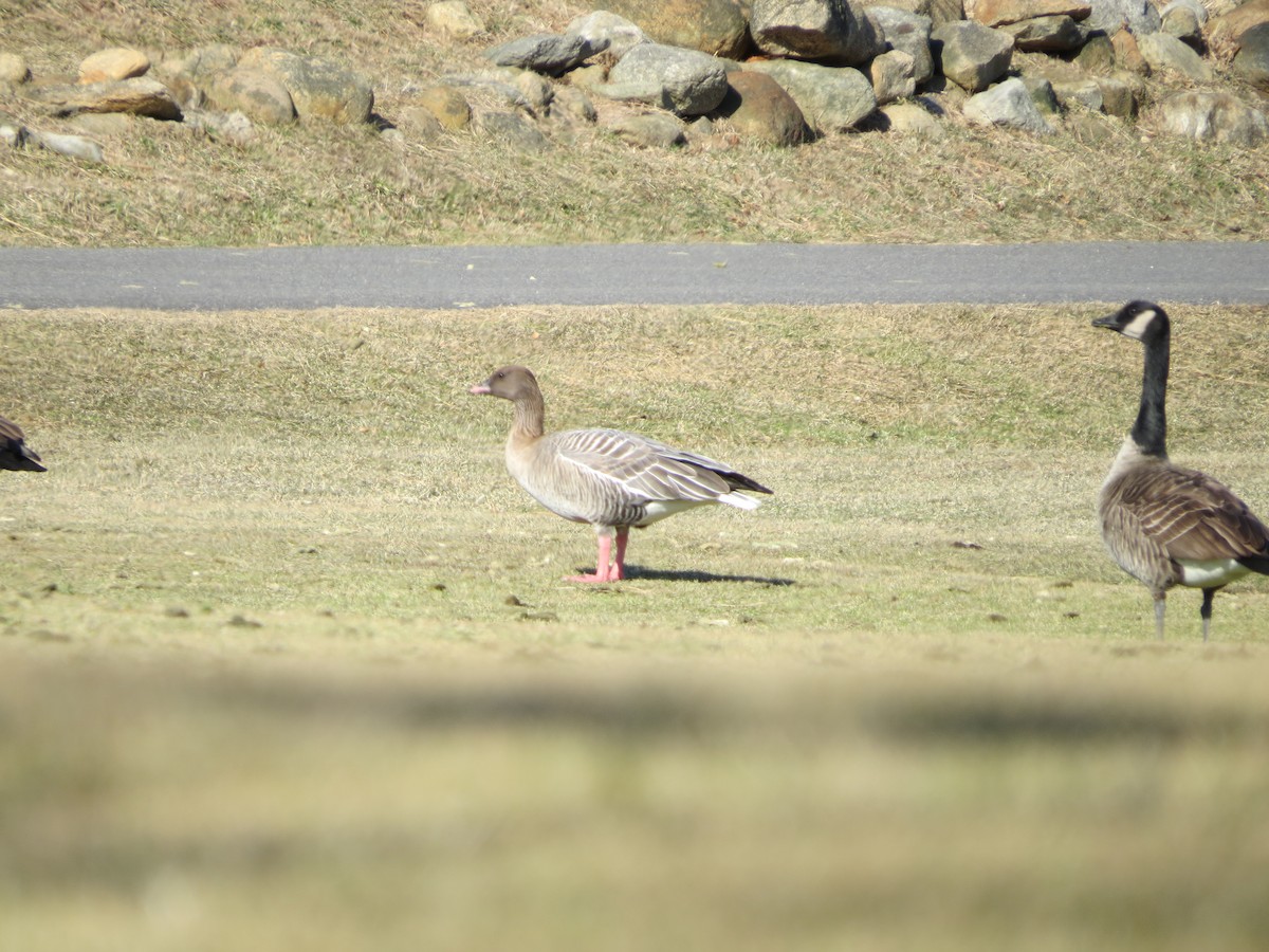 Pink-footed Goose - ML85213721