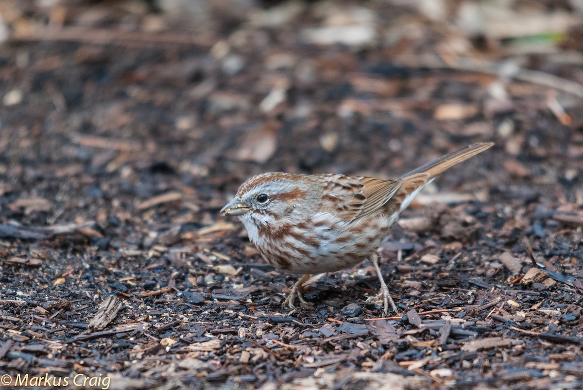 Song Sparrow (montana/merrilli) - ML85213791