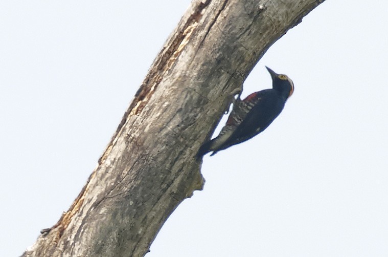 Yellow-tufted Woodpecker - ML85213921