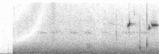 Белокрылая вдовка - ML85215131
