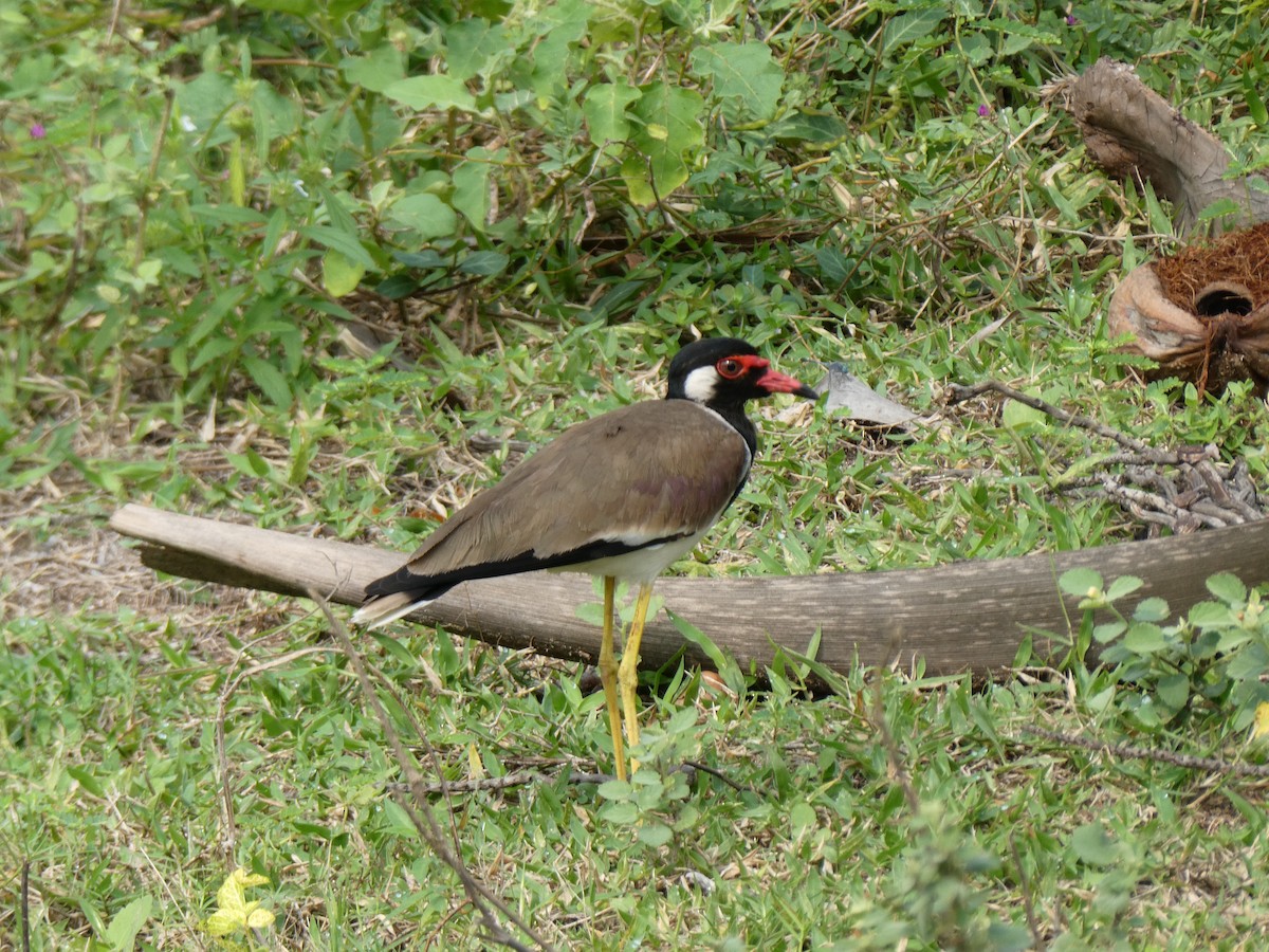 Red-wattled Lapwing - Michael W